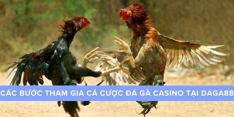 Các bước tham gia cá cược đá gà casino trực tiếp