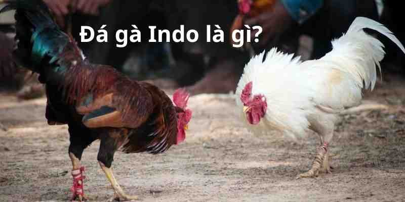 Đá gà Indo là gì?