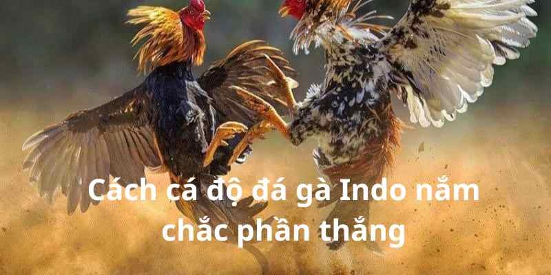 Cách cá độ đá gà Indo nắm chắc phần thắng