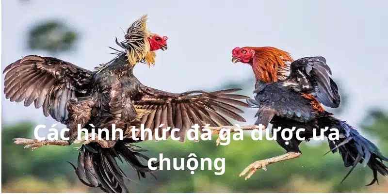 Các hình thức đá gà có tại sảnh được ưa chuộng 