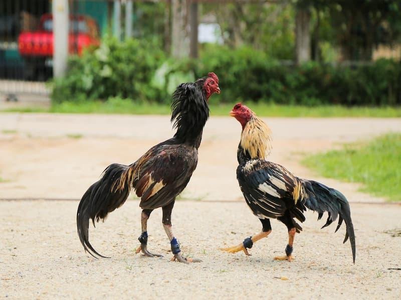 Điểm số chiến thắng trong cược đá gà cựa dao được tính như thế nào?