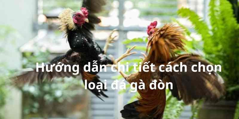 Hướng dẫn chi tiết cách chọn loại đá gà đòn