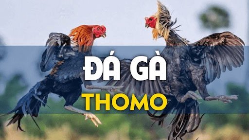 Đá gà thomo - Nơi hội tụ đam mê của cộng đồng đá gà
