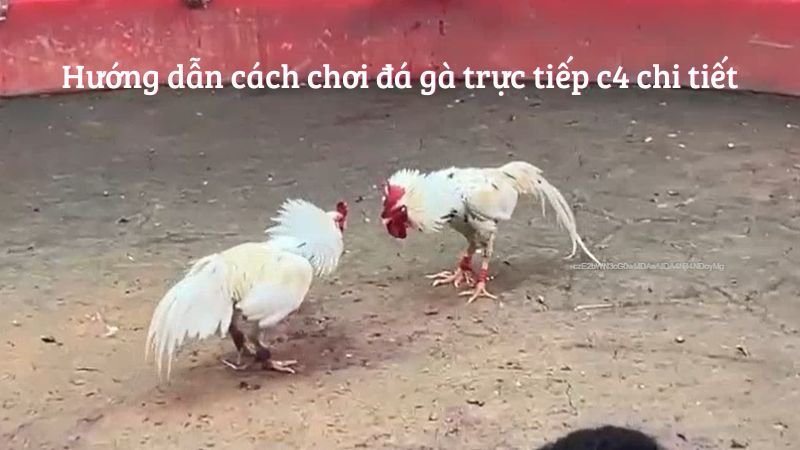 Hướng dẫn cách chơi đá gà trực tiếp c4 chi tiết