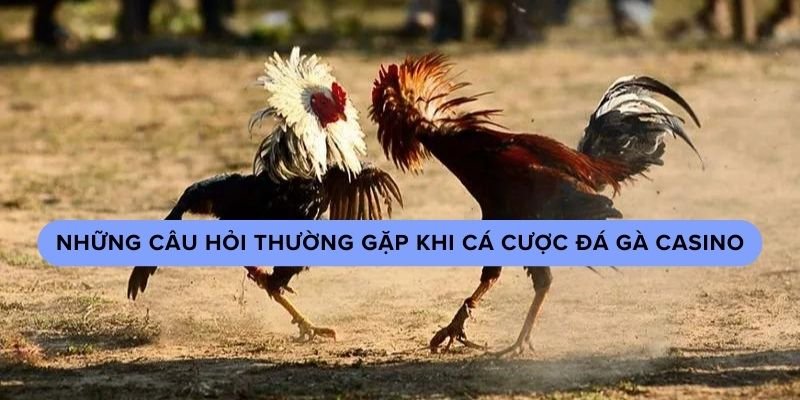 Những câu hỏi thường gặp khi chơi đá gà casino trực tiếp