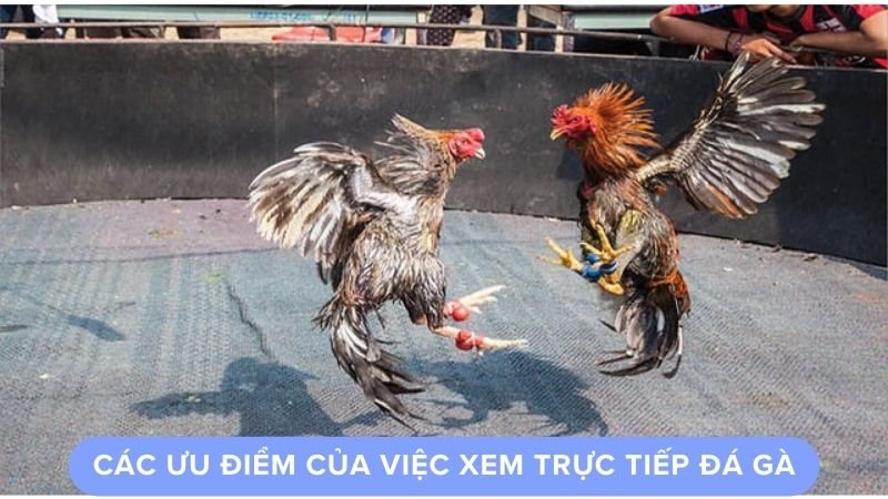 Các ưu điểm của việc xem trực tiếp đá gà