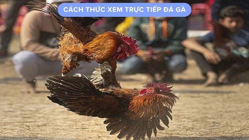 Cách thức xem trực tiếp đá gà