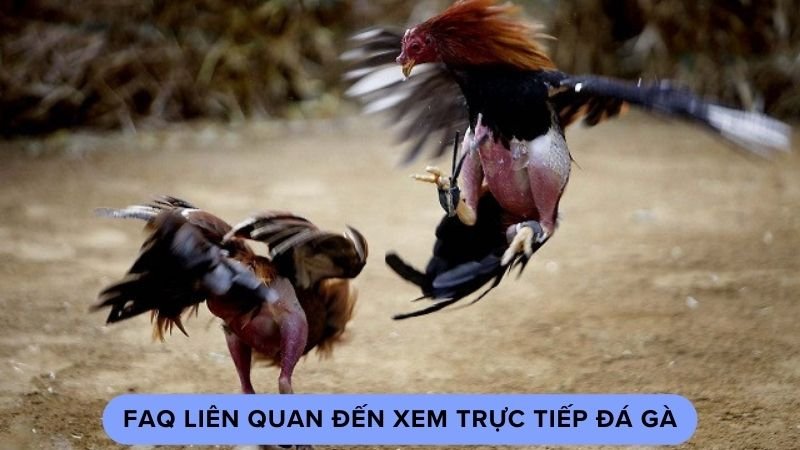 FAQ liên quan đến xem trực tiếp đá gà